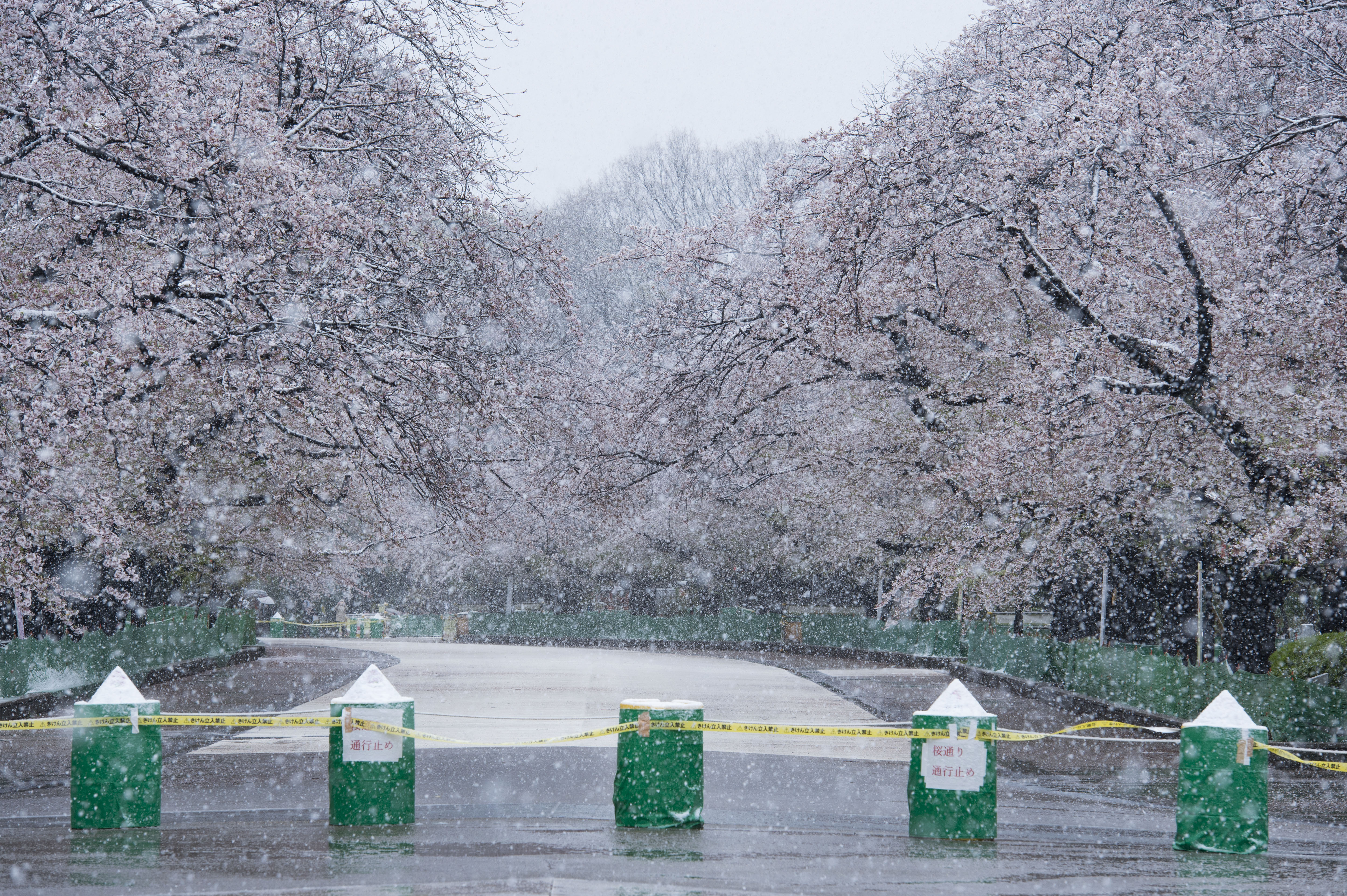 3 月2 9 日 日曜日の上野恩賜公園 前々日より桜並木が閉鎖された。